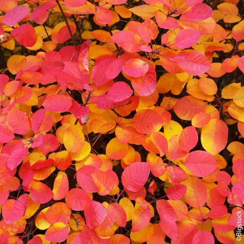 Bien pensé pour le jardin：Arbre à perruques FLAMISSIMO® ‘Mincofla20’ vert. Le pot de 7L