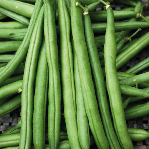 Vie extérieure：Haricot Nain Pongo Bio. La barquette de 3 plants