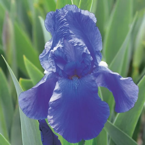 Pratique au jardin:Iris des jardins Deep Space - Le pot de 1 litre