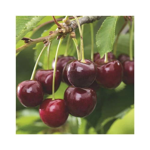 Essentiel au jardin：Cerisier Big. Burlat Bio. Le pot de 12 litres