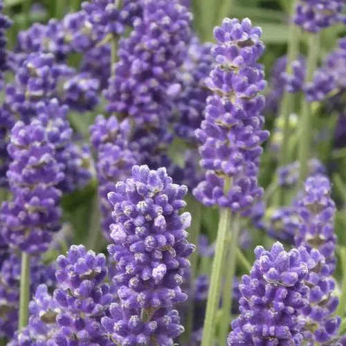 Vie dehors：Lavandula Grosso – Pot de 2L