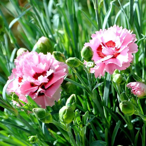 Jardin inspiration:Œillet mignardise raspberry sundae rose en pot de 2 L