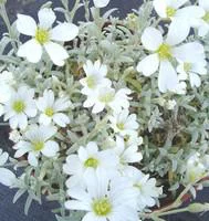 Utile au jardin：Cerastium Tomentosum - La barquette de 6 plants