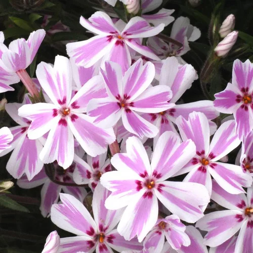 Pour enrichir votre univers jardin：Phlox nain candy stripes rose en pot de 2 L