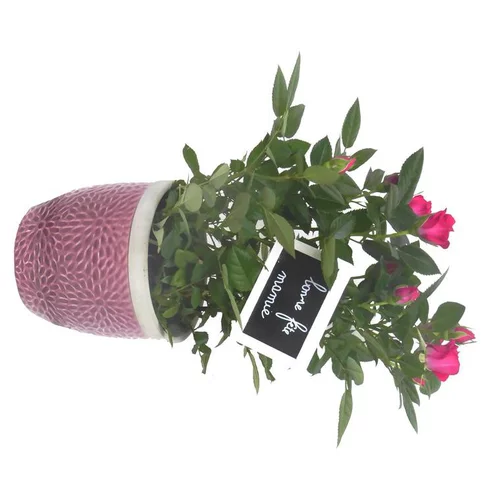 Pour mieux équiper vos extérieurs:Rosier miniature. Avec cache pot rose