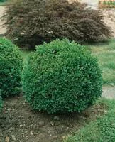 Jardin adapté:Buxus Sempervirens ou Buis Pyramide 60/80 cm en pot de 5 L