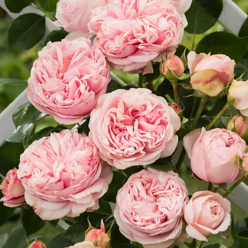 Au service de vos extérieurs:Rosier Grimpant L'Alhambra®. Le pot de 7,5 litres