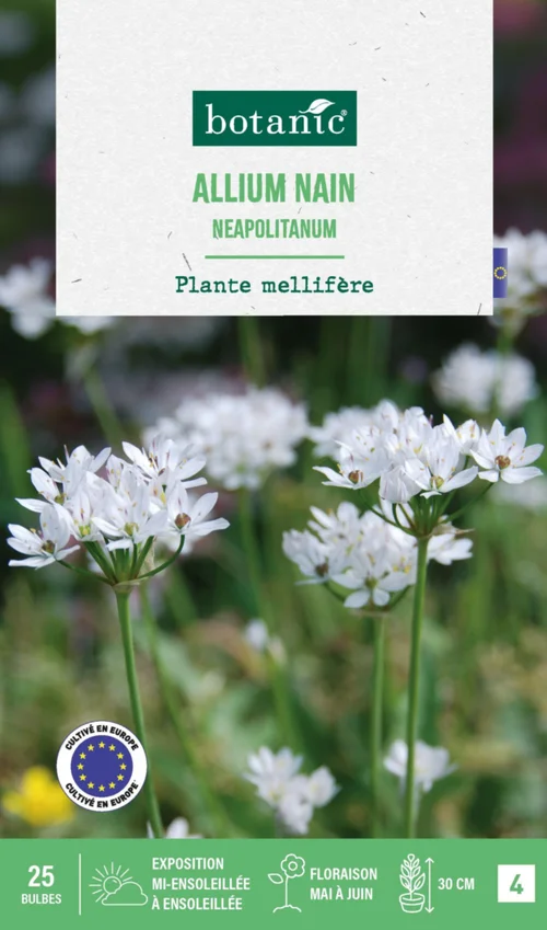 Extérieur malin：Allium neapolitanum botanic® - 25 bulbes