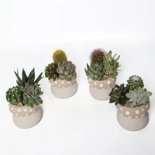 Pour vos projets jardin：Composition d’intérieur de cactus et succulente
