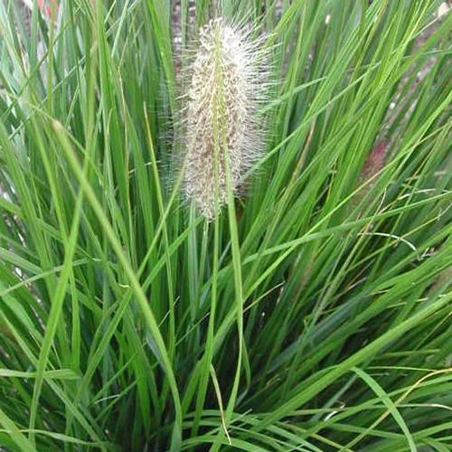 Utile extérieur:Pennisetum - Le pot de 4,5 litres