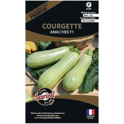 Graines potagères premium courgette (Blanche massue Amalthee)