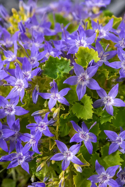 Pour équiper le jardin:Campanule ‘Dickson’s Gold’ - Le pot de 2 litres