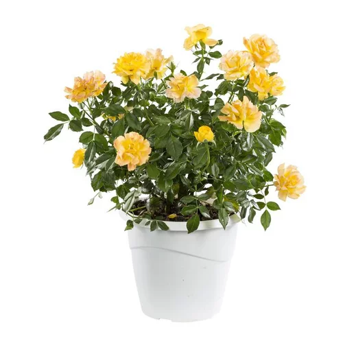 Confort nature：Rosier Buisson Miniature - Le pot de 5 litres
