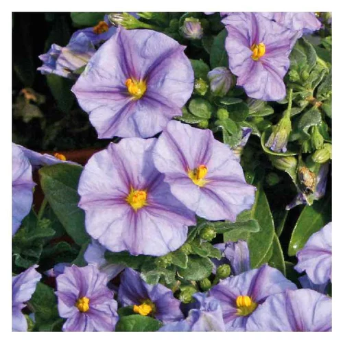 Solution nature：Solanum rantonetti bleu - Le pot de 9 x 9 cm
