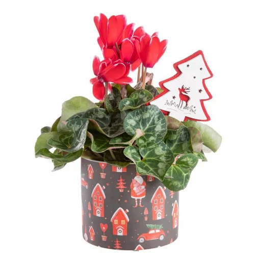 Pour embellir le jardin:Composition de Noël cyclamen multicolore pot en céramique chalets rouges