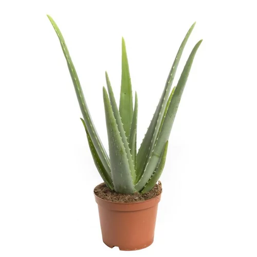 Pour aménager le jardin:Aloe Vera - Le pot de 10 litres