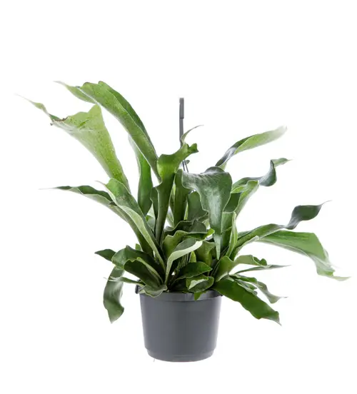 Solution nature：Fougère corne d’élan (Platycerium) vert. La suspension Ø 18 cm