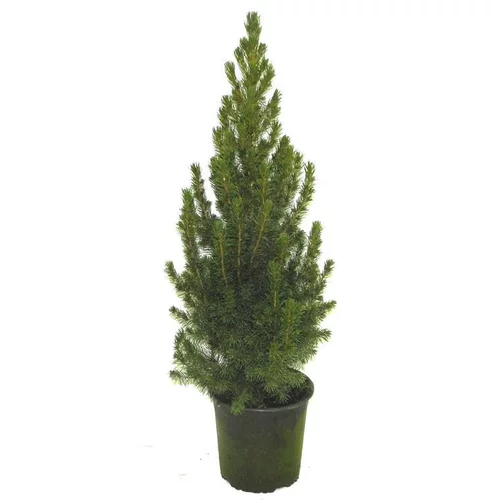 Conçu pour vos extérieurs：Picea Glauca Conica - Le pot de 1 litre