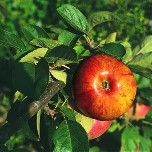 Jardin & pratique:Pommier Cox'S Orange Pippin. Le pot de 12 litres forme 1/2 tige