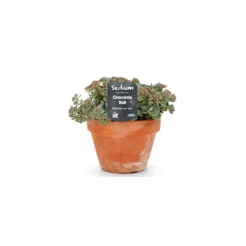 Un atout au quotidien:Plantes vivaces pour sols secs - Le pot de 1 litre