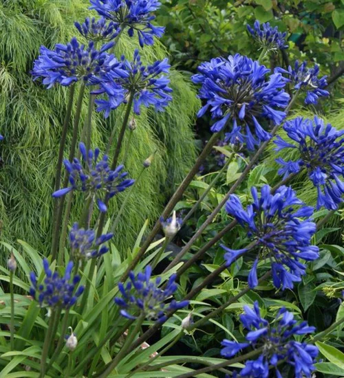 Esprit jardin：Agapanthe. Le pot de 4 litres