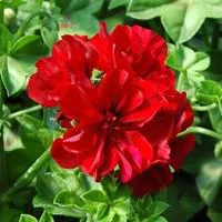 Solution pratique:Géranium lierre à fleurs doubles - La barquette de 10 plants