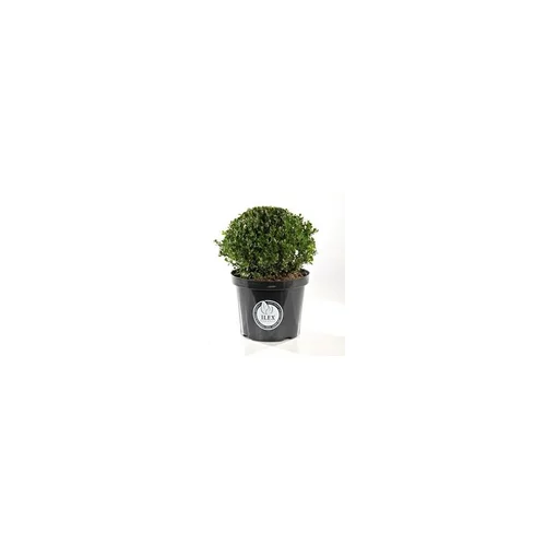 Facile au jardin：Ilex Crenata Dark Green 60/80 cm en pot de 10 L