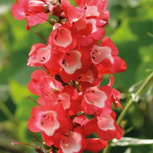 Jardin essentiel：Penstemon rouge Gorge blanche - Le pot de 9 x 9 cm
