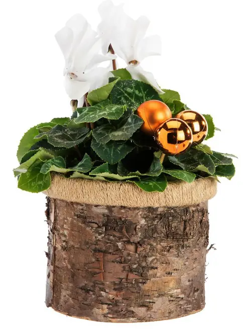 Idéal pour vos extérieurs:Mini cyclamen pot rond effet bouleau - Ø 12 cm