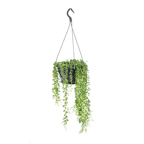 Jardin & confort:Senecio Herreanus suspension Ø12xH25 cm