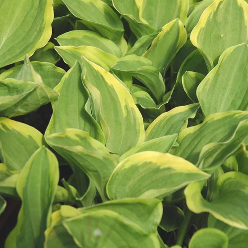 Accessoire pour le jardin：Hosta 'Wide Brim' - Le pot de 2 litres