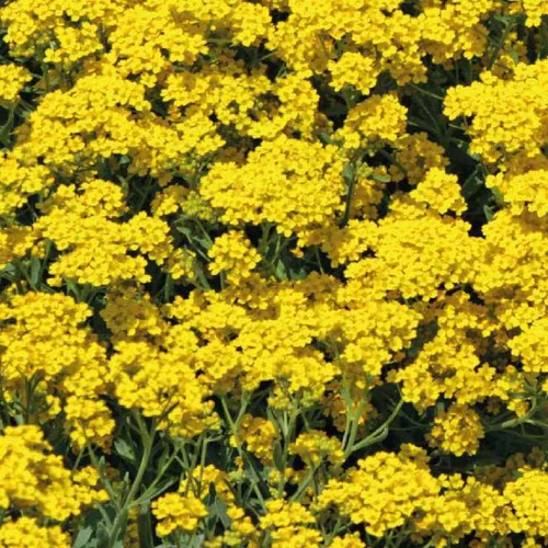 Choix au jardin：Alyssum Corbeille D'Or - Le pot de 9 x 9 cm