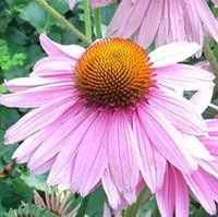 Jardin actuel:Echinacea Purpurea - Le pot de 2 litres