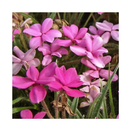 Pour valoriser votre jardin:Rhodohypoxis - Le pot de 1 litre