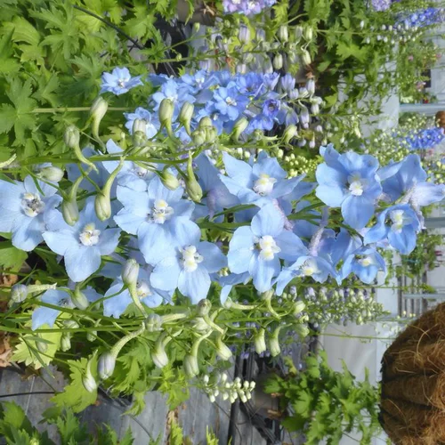 Essentiel extérieur：Delphinium Blue Fountains Varié - Le pot de 7,5 litres