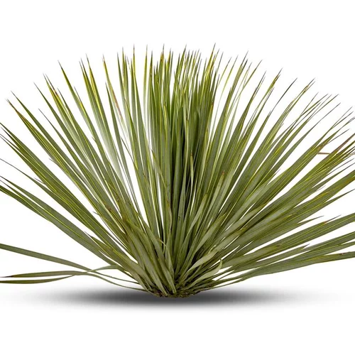 Pour simplifier le jardin:Yucca Rostrata 60/70 cm en pot de 16 L
