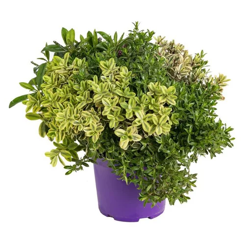 Jardin au quotidien：Véronique Mélange Quatro - Le pot de 1 litre