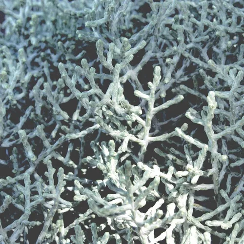Spécial jardin:Calocephalus Brownii - Le pot de 4 litres