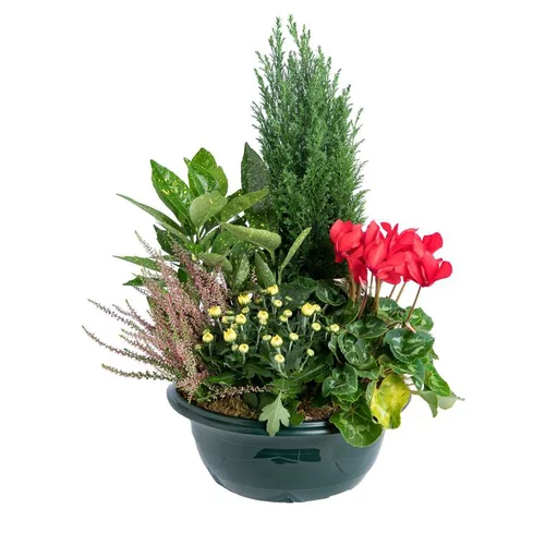 Style au jardin:Composition d'exterieur mélange traditionnel - La coupe de 35 cm