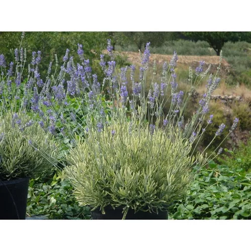 Pour embellir le jardin:Lavande Platinum Blonde. Le pot de 4 litres