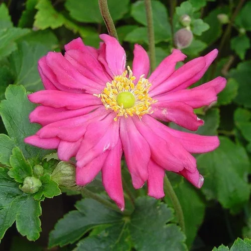 Un indispensable au jardin：Anémone du Japon Pamina à fleurs roses - Le pot de 2 litres