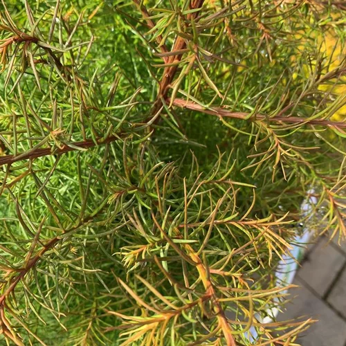 Déco au jardin：Cèdre du Japon Elegans Viridis 40/60. Le pot de 3 litres