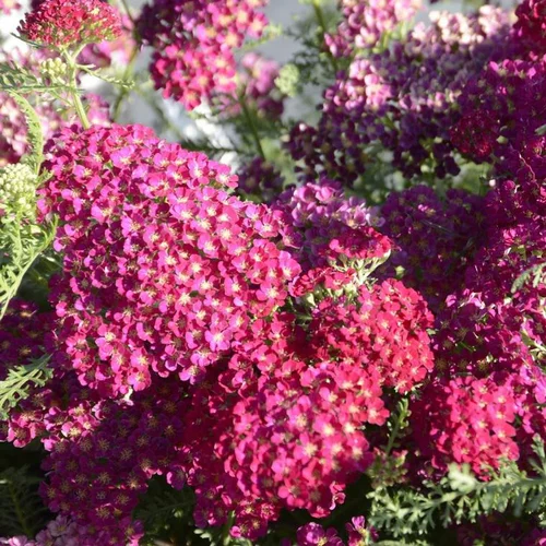 Côté jardin：Achillée millefeuille Red Beauty rouge - Le pot de 9 x 9 cm