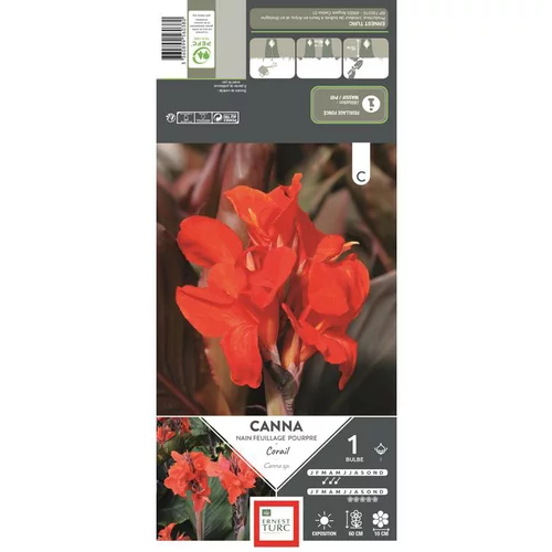 Utile jardin:Canna nain Corail rouge orangé Ernest Turc - 1 bulbe