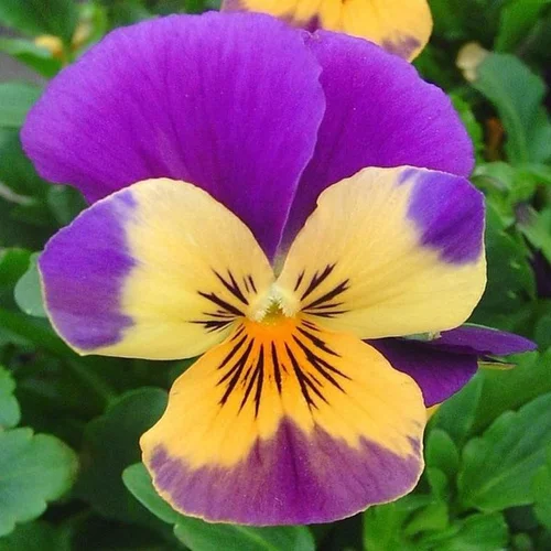 Confort nature:violette cornue - La barquette de 6 plants