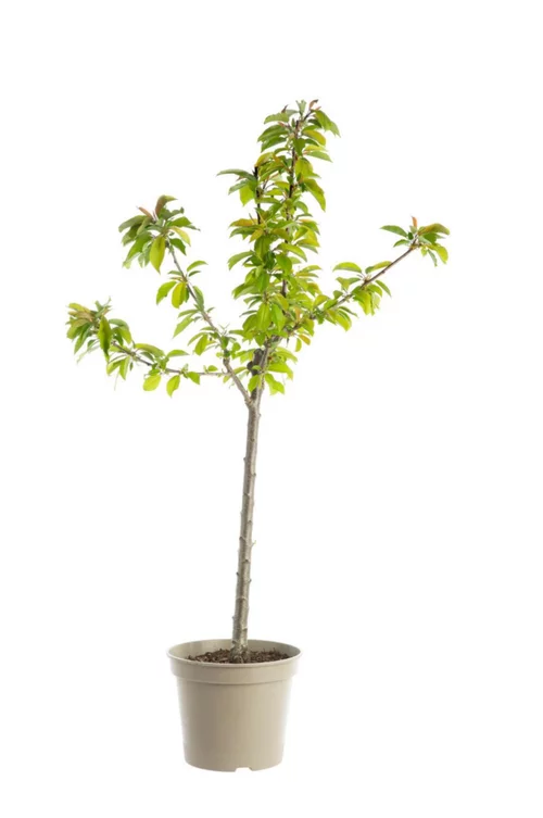 Les incontournables du jardin：Cerisier Big. Burlat. Le pot de 12 litres, forme gobelet