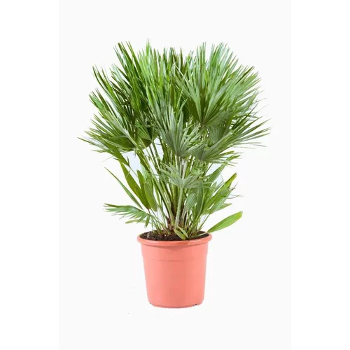 Jardin sélection:Chamaerops Humilis Volcano (Palmier volcan) en pot de 15 L vert