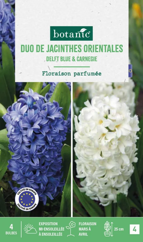 Une solution adaptée à l’extérieur：Jacinthe en mélange coloris bleu et blanc botanic® - 4 bulbes