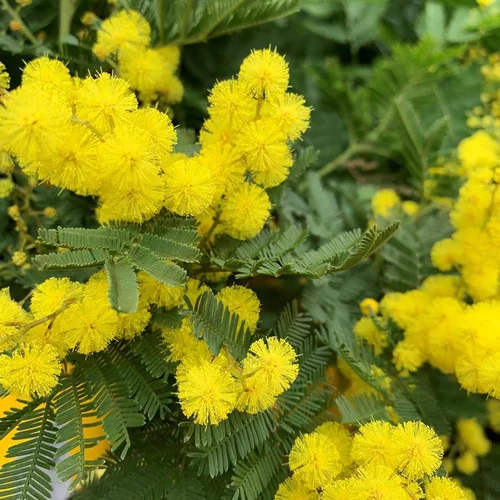 Bien pratique à l’extérieur：Mimosa Le Gaulois (Acacia Dealbata). Le pot de 4 litres