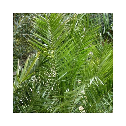 Confort dehors:Palmier des Canaries vert. Le pot de 5 litres, 100/125 cm